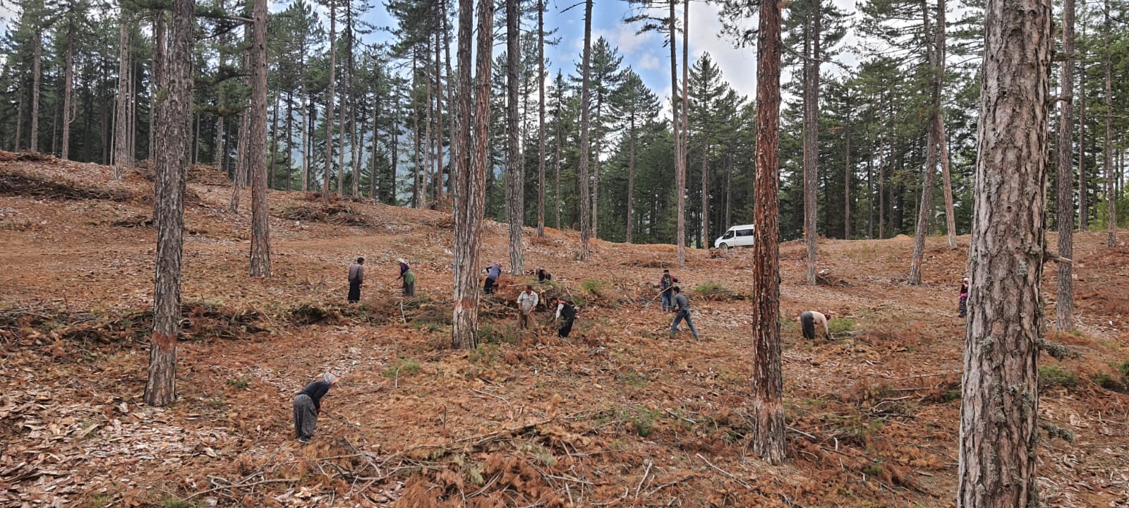 Adana'da orman gençleştirme çalışması yapıldı