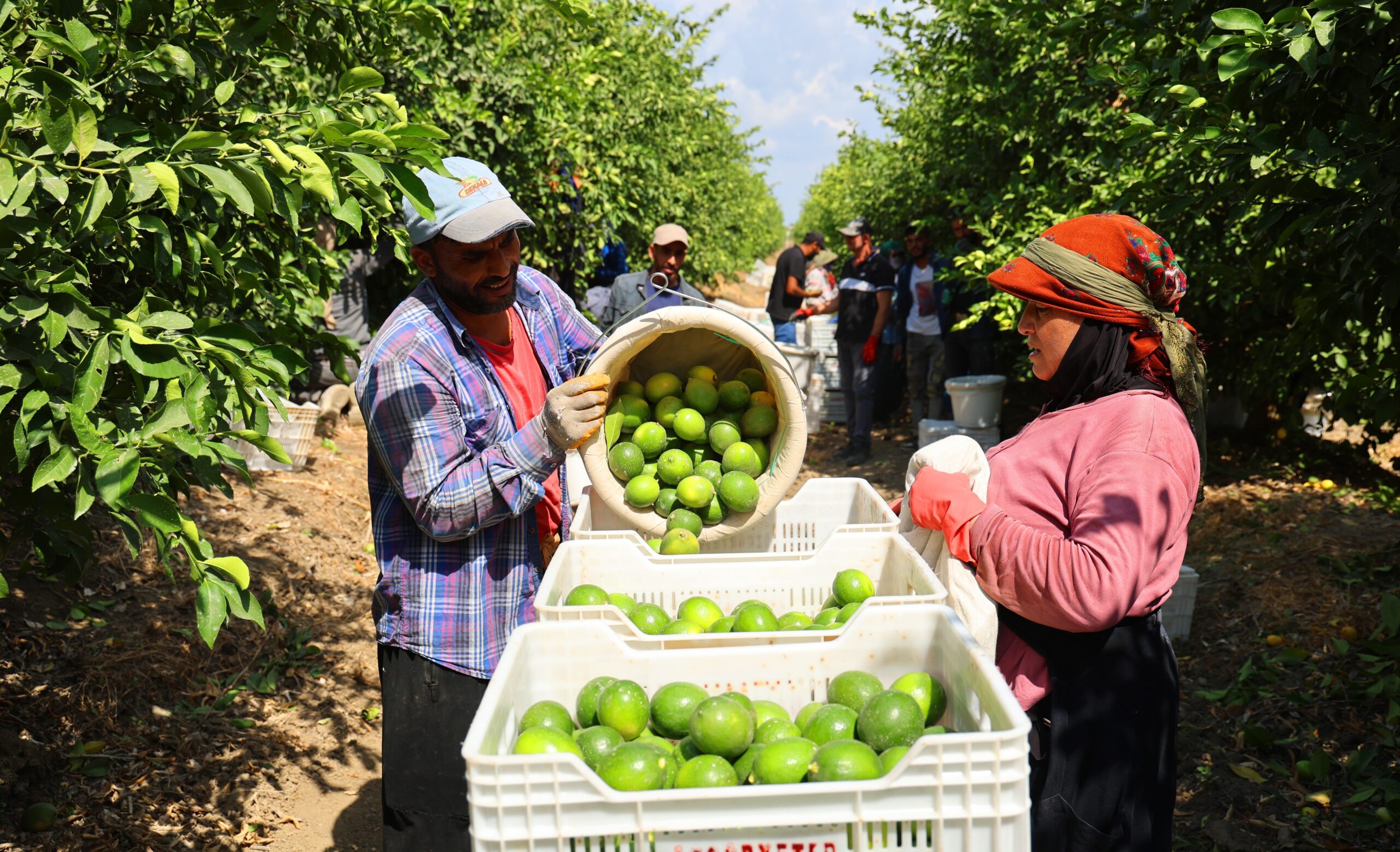 Suriyeliler dönmeye başladı, Adana çiftçisi tedirgin oldu
