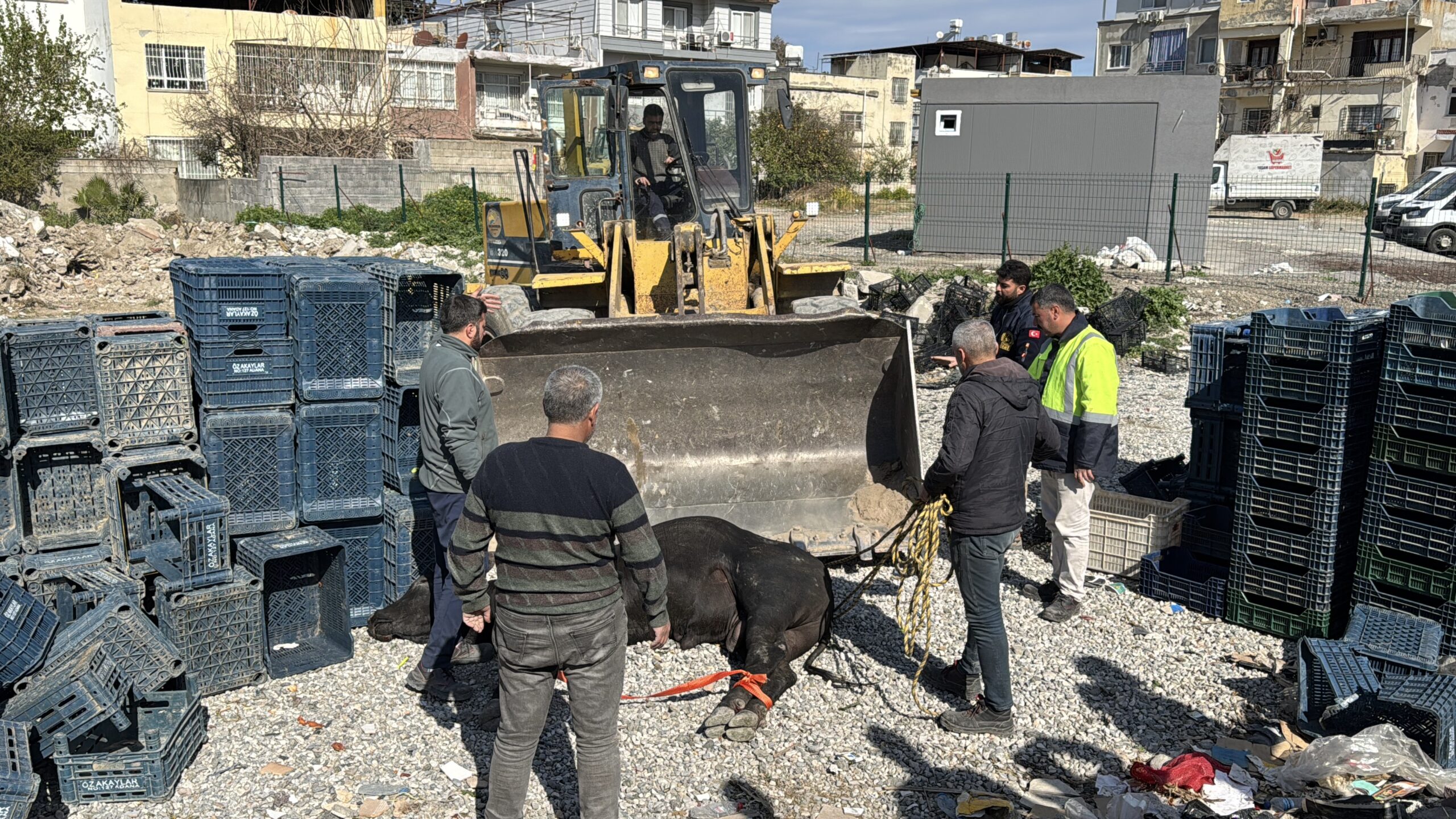 Hatay’da kaçan angus uyuşturucu iğneyle sakinleştirilerek yakalandı