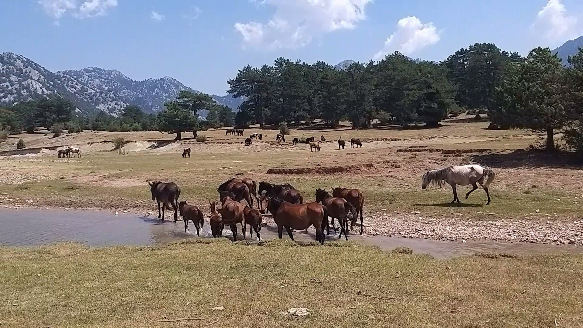 90 bin dönüm ovanın sahipleri hiç bu kadar kalabalık görülmedi