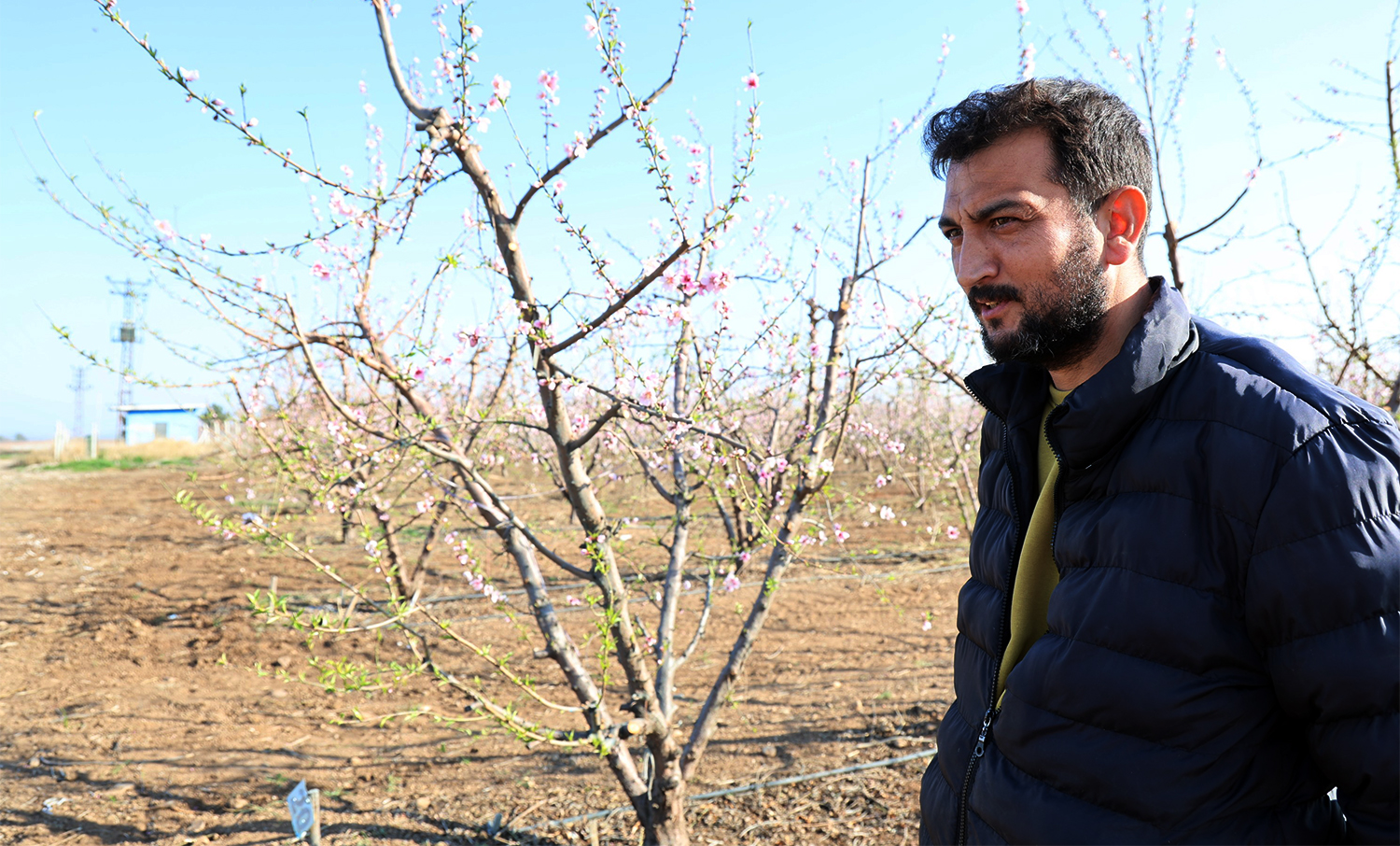 Adana’da şeftali ağaçları erken çiçek açtı