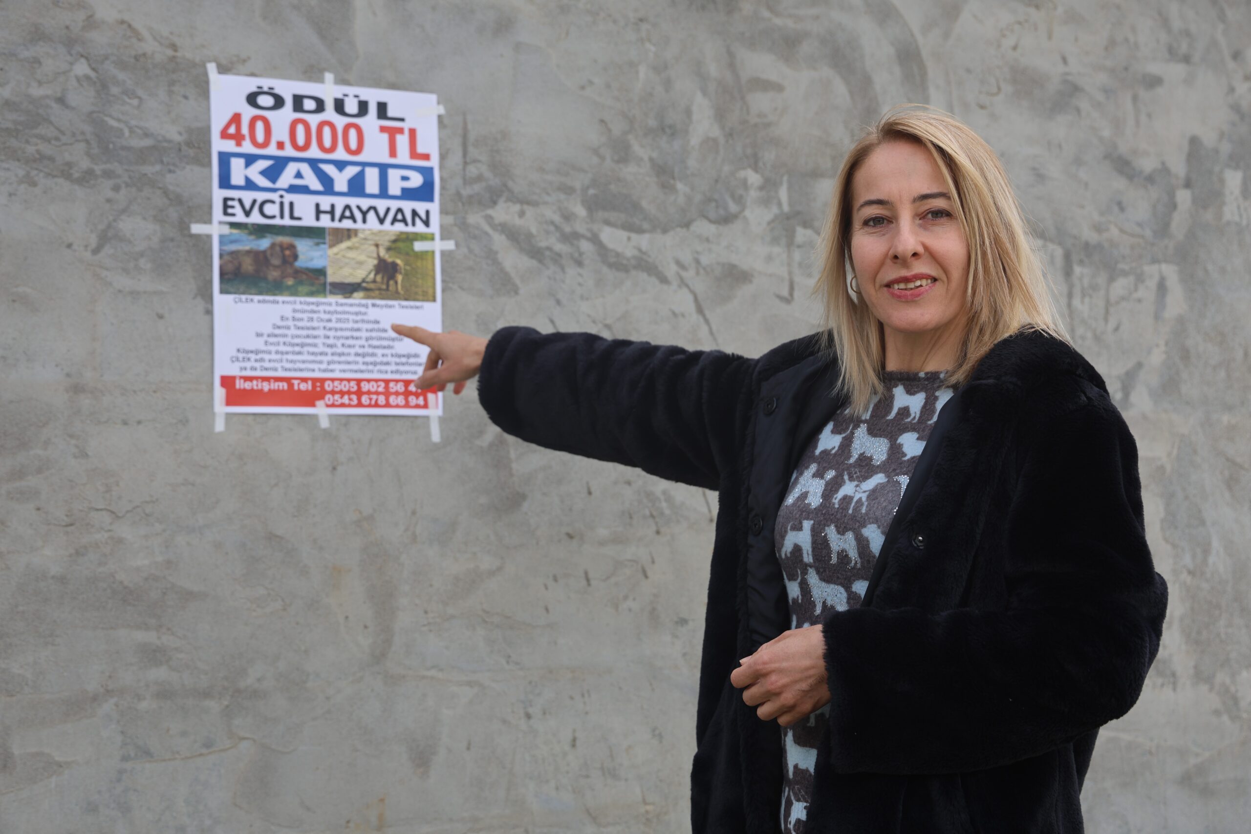 İngiliz Cocker cinsi köpeğini getirene 40 bin TL ödül verecek