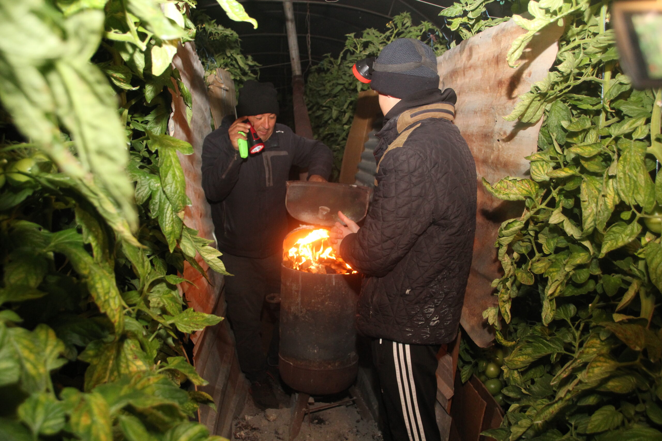 Mersin’de çiftçiler zirai dona karşı seralarda soba yaktı