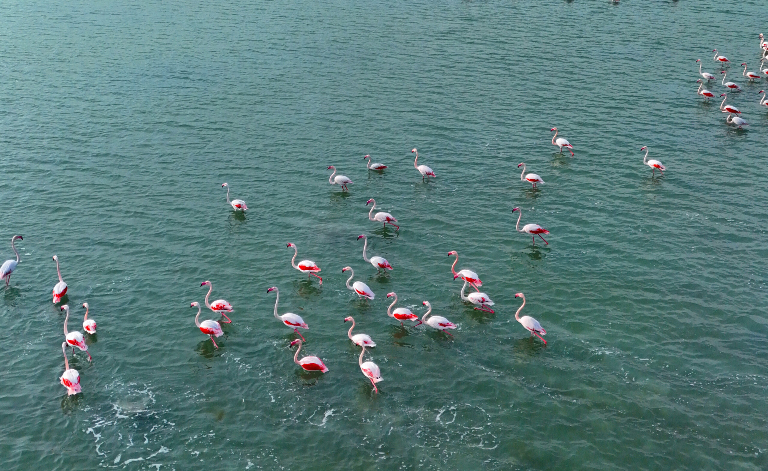 Adana’da Flamingoların görsel şöleni