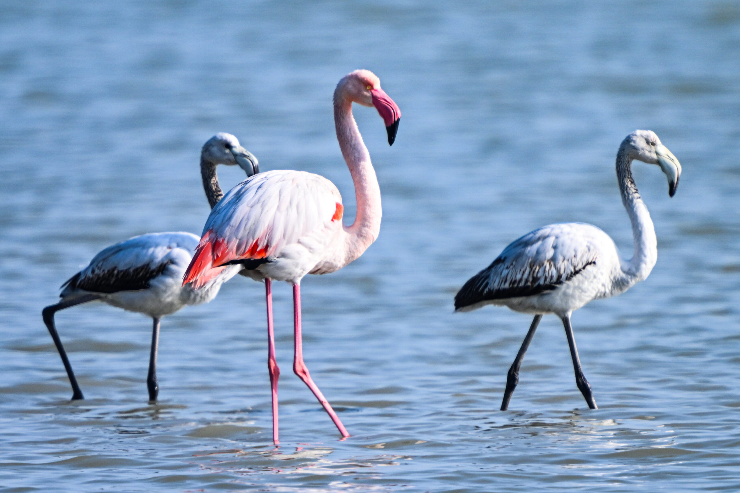 Doğu Akdeniz’de gözlemlenen flamingo sayısı geçen yıla göre iki katına çıktı