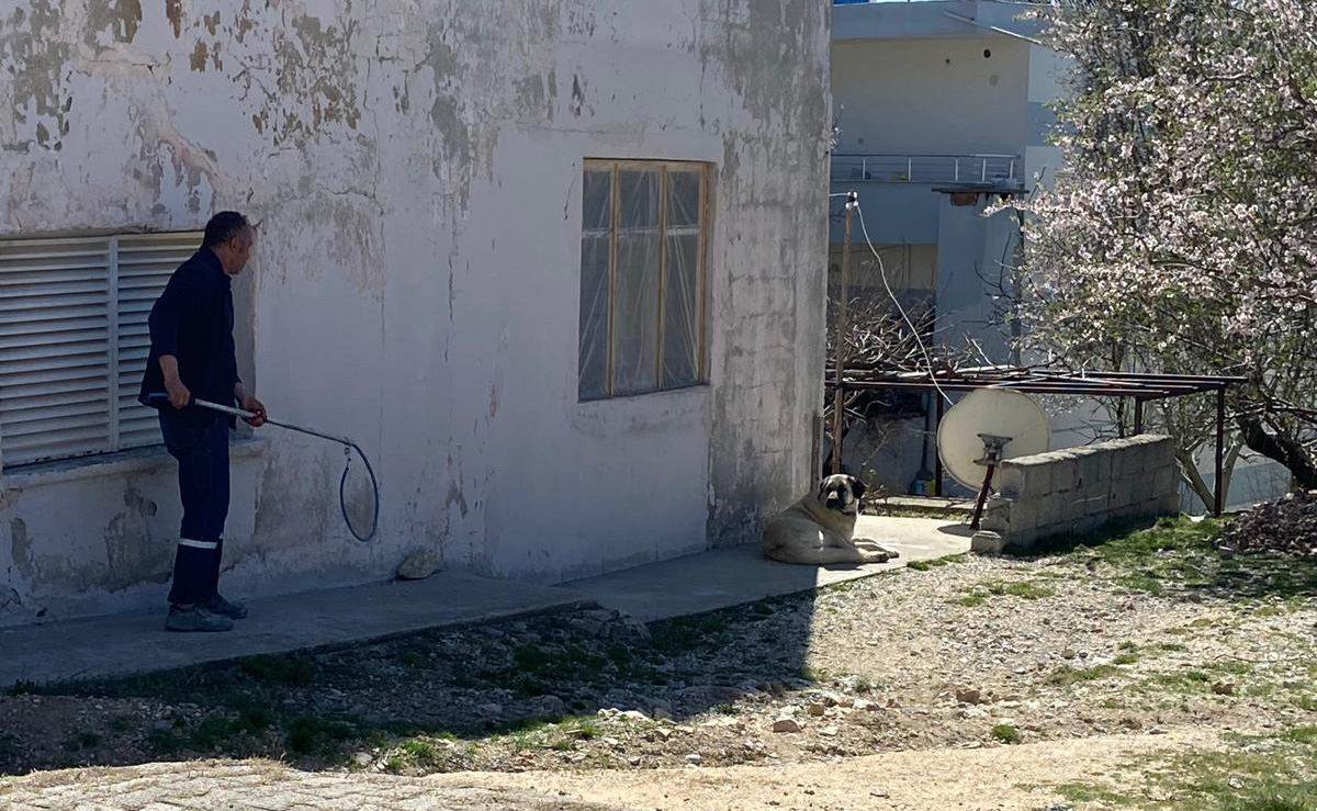 Gülnar’da sahipsiz hayvanlar belediye ekiplerince toplanıyor