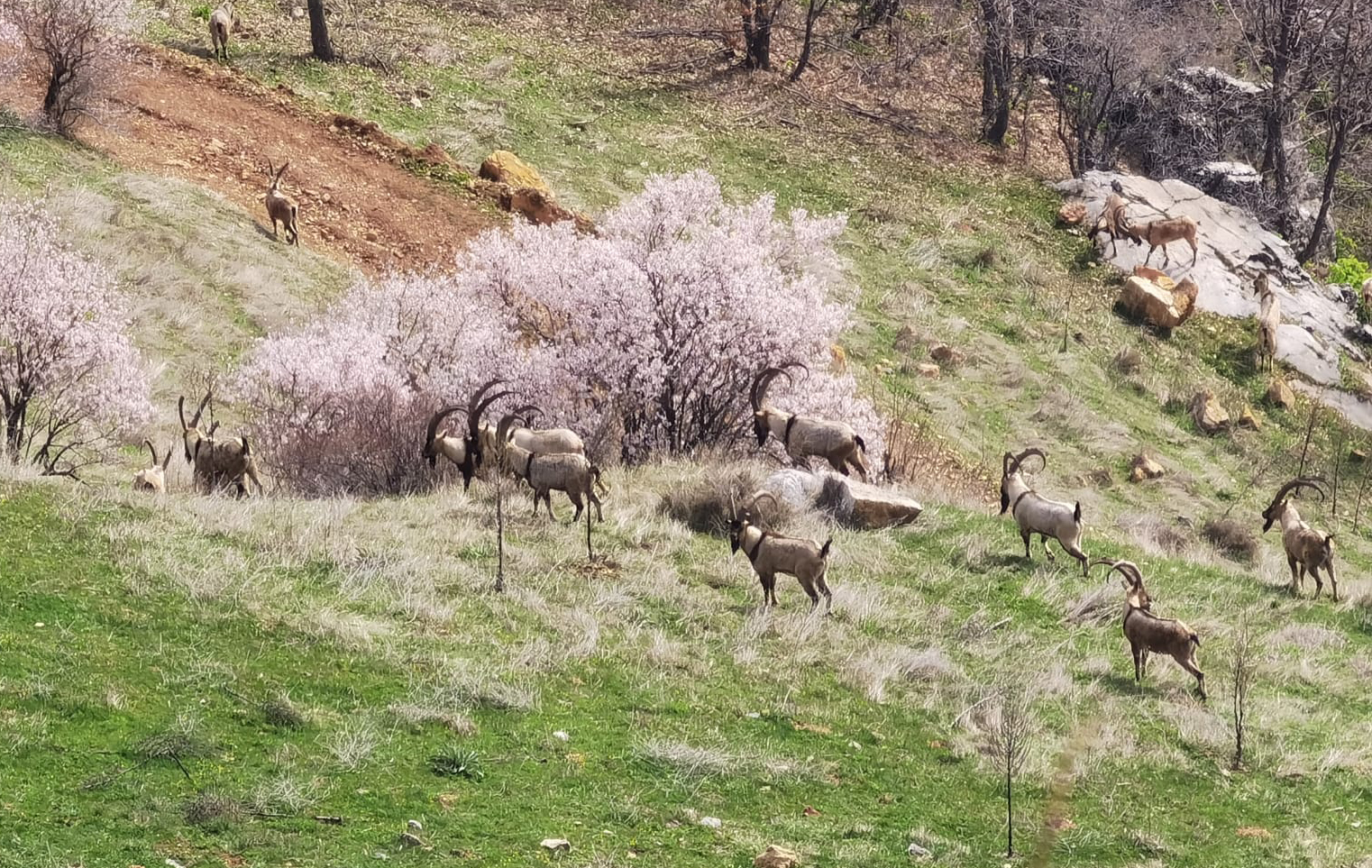 Kahramanmaraş’ın “doğa timleri” 4 ayda 1322 yaban hayvanı tespit etti