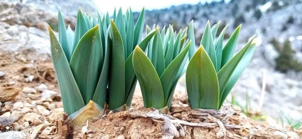 Kahramanmaraş’ta çiriş otu sezonu başladı