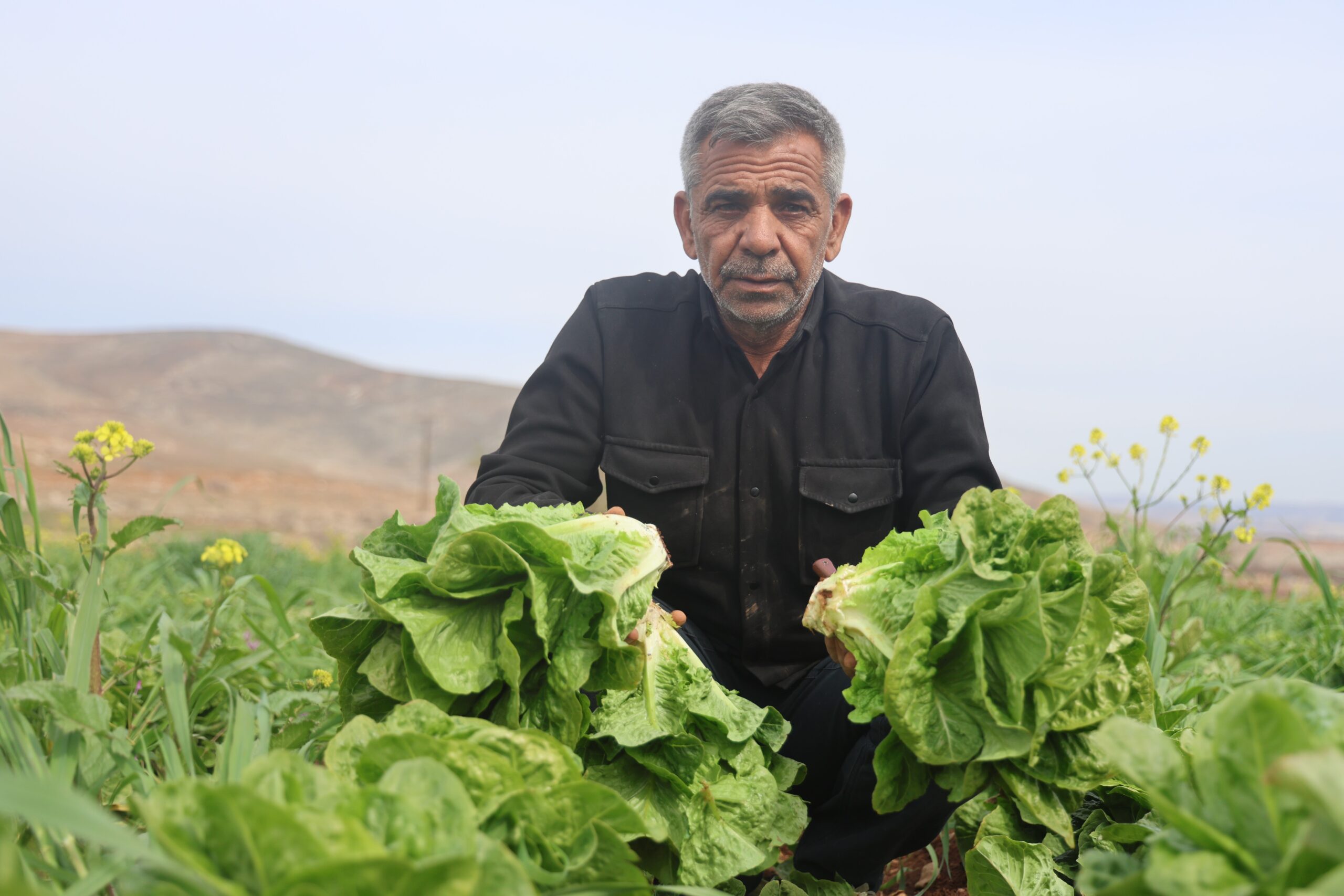 Amik Ovası’nda yaşanan kuraklık marul hasadında verimi olumsuz etkiledi