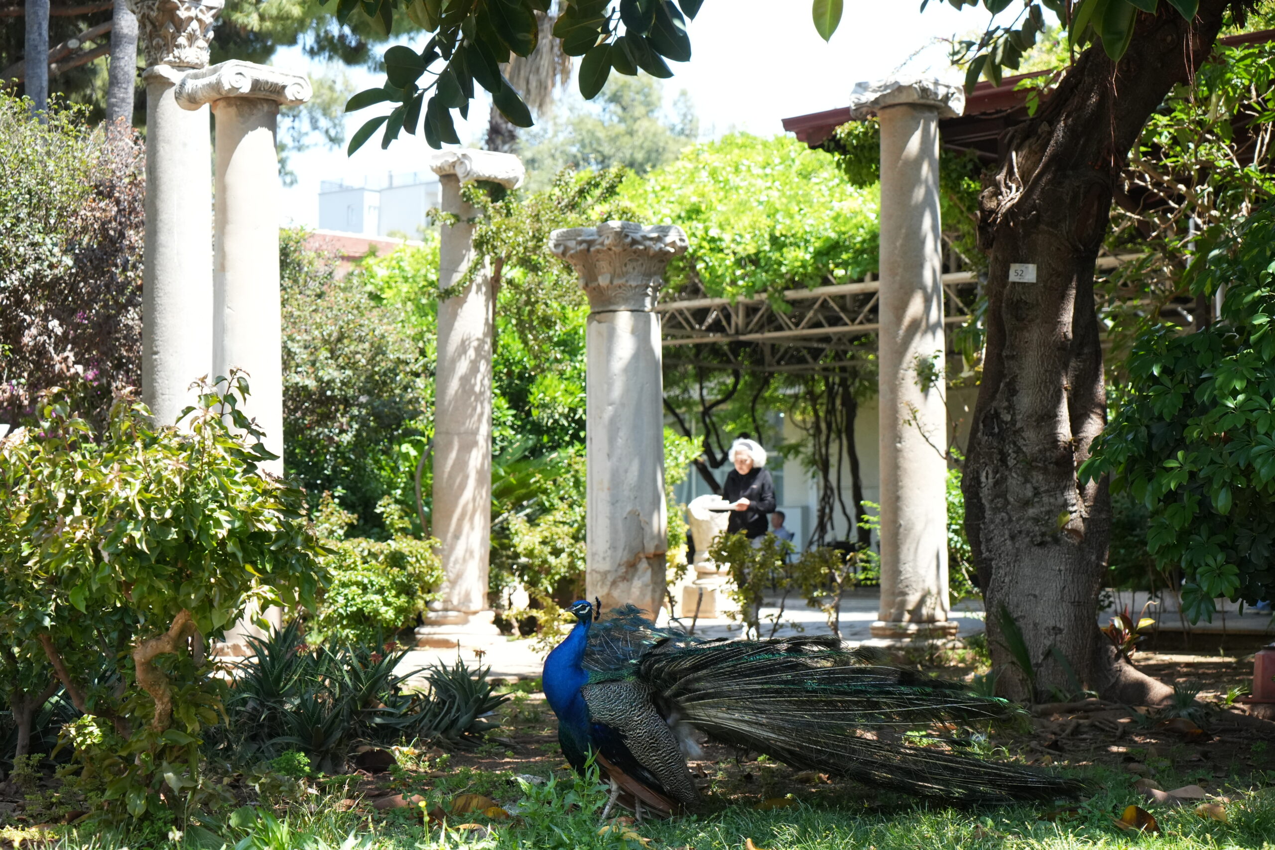 Antalya Arkeoloji Müzesi’nin renkli nöbetçileri tavus kuşları