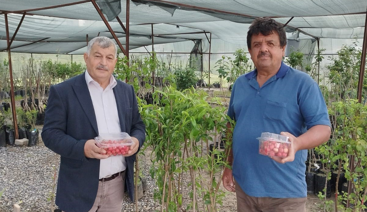Gazipaşa’da sezonun ilk kiraz hasadı yapıldı