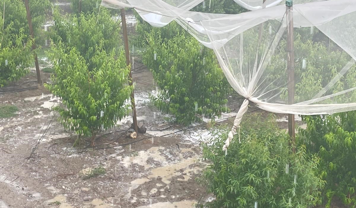 Mersin’de dolu ürünlere zarar verdi