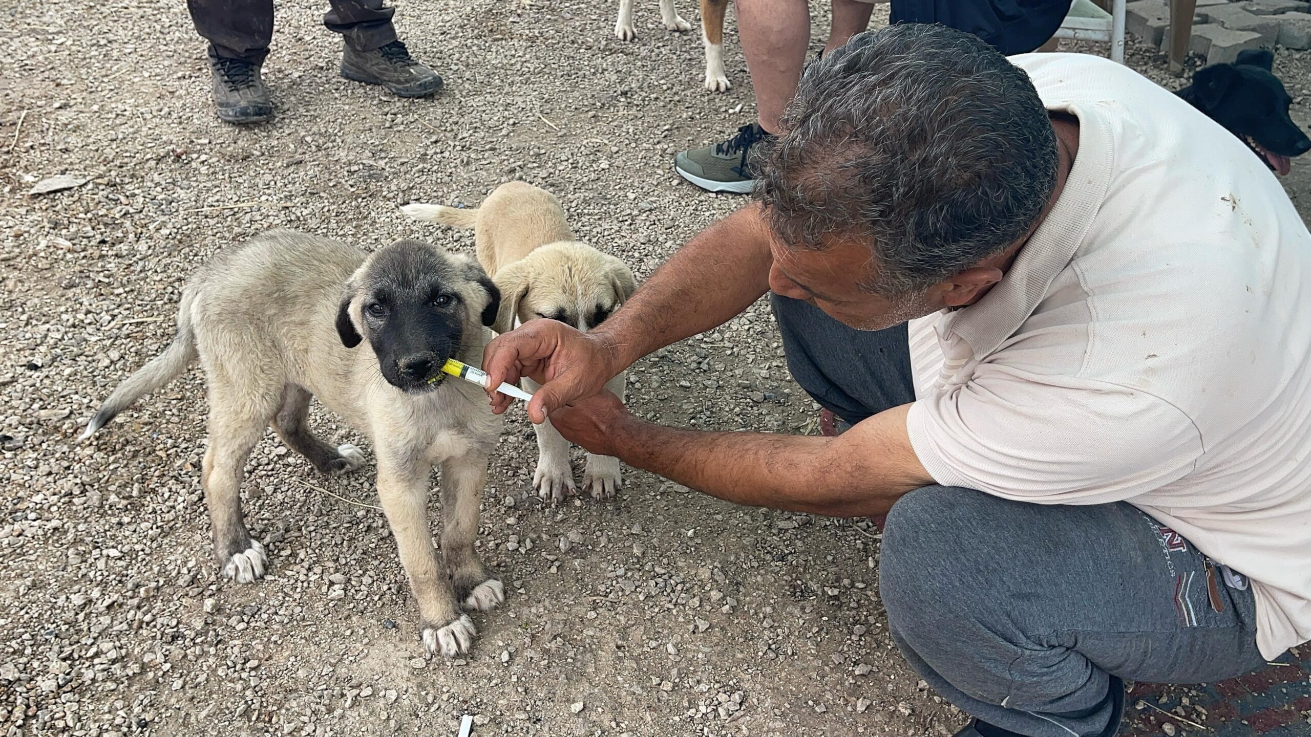 Annesi ölen yavru köpek sahipsiz kalmadı