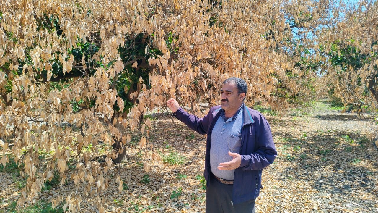 Hatay’da don felaketi sonrası kuruyan narenciye ağaçları kesildi