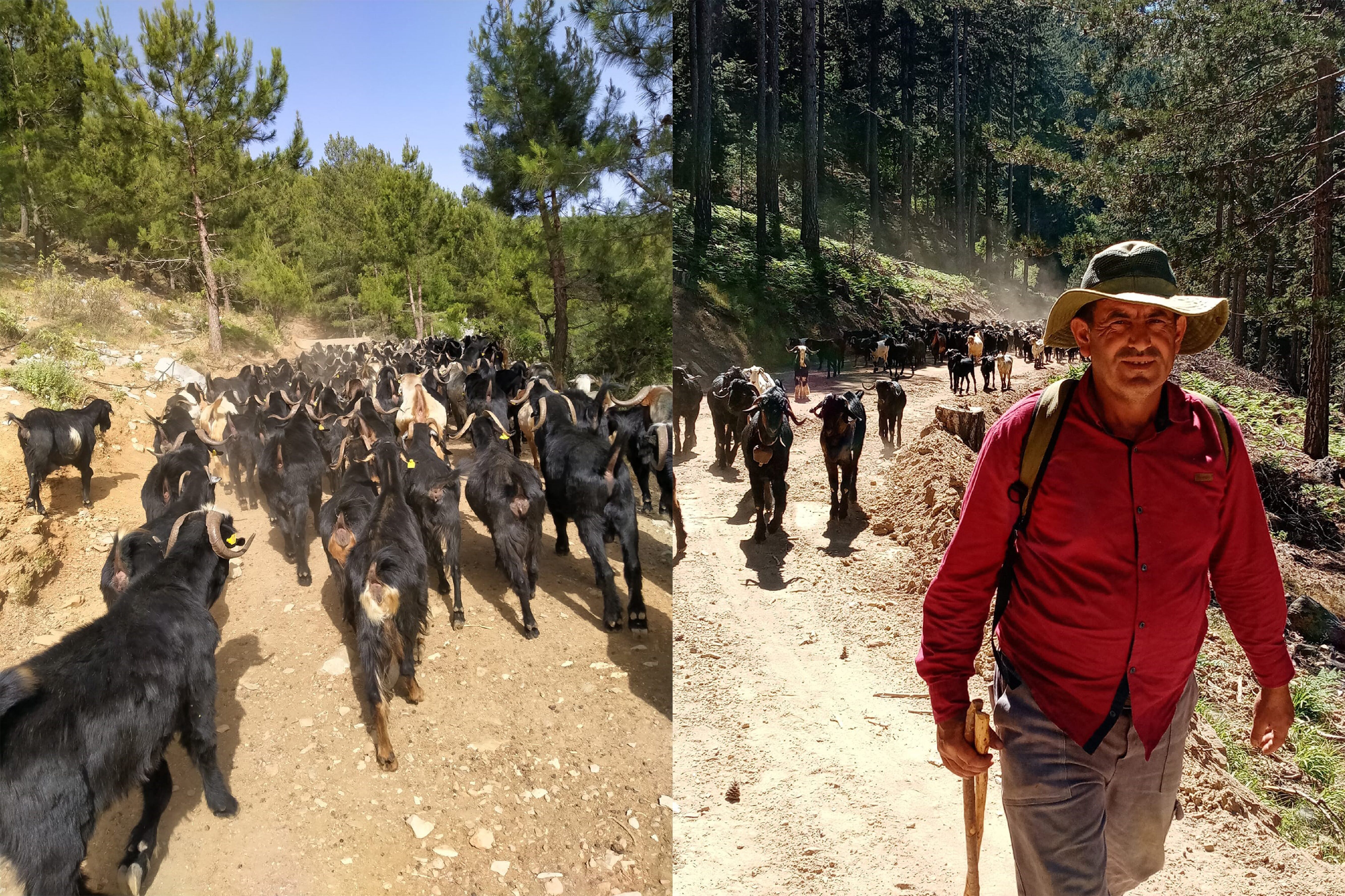 Gazipaşalı Yörükler Yayla Göçüne Başladı