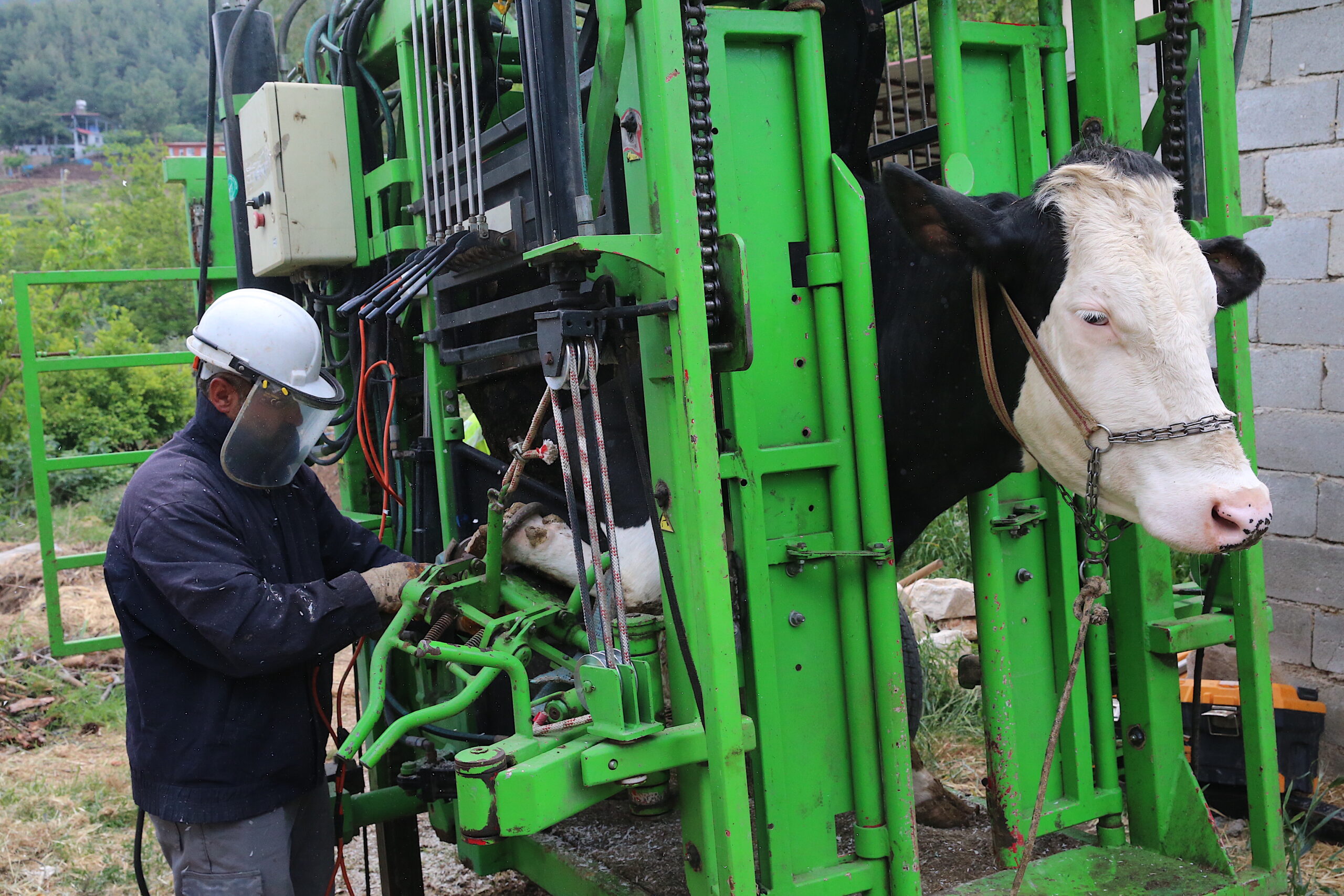 Hatay Büyükşehir Belediyesinden Besicilere Ücretsiz Tırnak Bakım Desteği