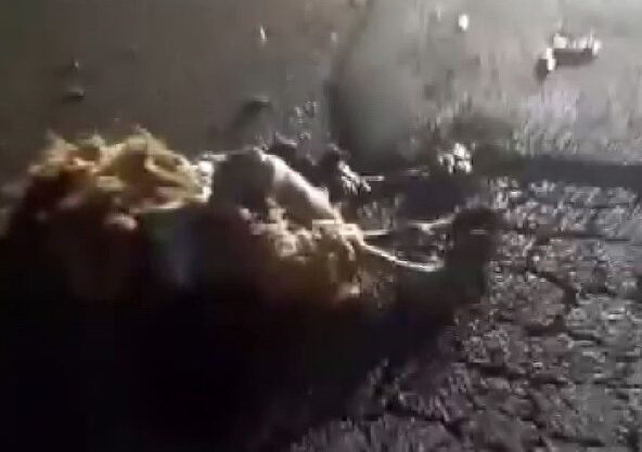 Otomobil çarptı hayvanlar telef oldu